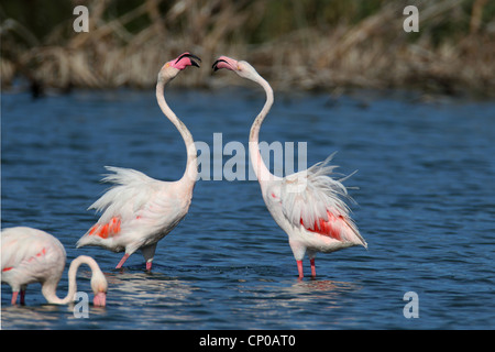 greater flamingo (Phoenicopterus roseus, Phoenicopterus ruber roseus), two aggressiv rivals, Spain, Almeria Stock Photo