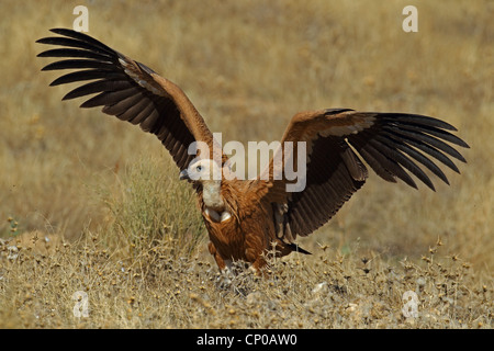 Griffon vulture, Gyps fulvus, flapping its wings during flight over the ...