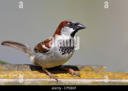 house sparrow (Passer domesticus), male on a fence, Netherlands, Frisia Stock Photo