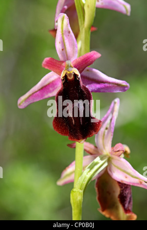 Horseshoe Orchid (Ophrys ferrum-equinum), blooming, Greece, Lesbos Stock Photo
