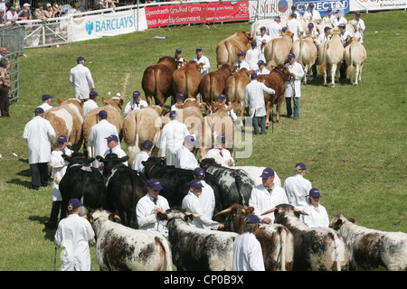 Cattle being shown at the Royal Welsh Show Stock Photo