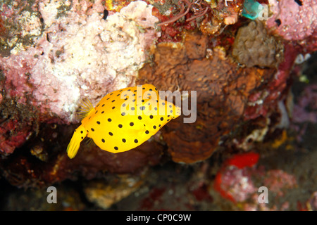 Juvenile Yellow Boxfish, Ostracion cubicus. These juvenile fish keep the bright yellow color until they reach 3 inches Stock Photo