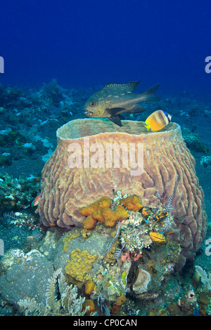 Midnight Snapper, or Seaperch, Macolor macularis and Blacklip Butterflyfish Chaetodon kleinii swimming above a Barrel Sponge Xestospongia testudinaria Stock Photo