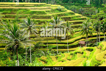 Rice terraces at Tegallalang near Ubud. Bali, Indonesia. The rice is turning golden as it is almost ready to harvest Stock Photo