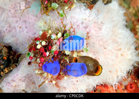 Sea squirts, tunicates, or ascidians. Rhopalaea sp, Didemnum molle, Didemnum cf moseleyi, Polycarpa aurata, Atriolum robustum Stock Photo
