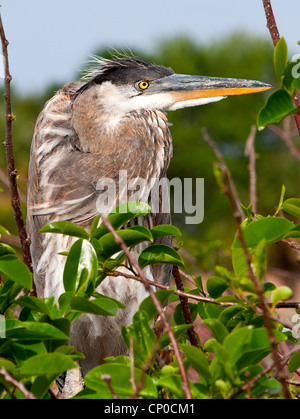 Juvenile Great Blue Heron Stock Photo - Alamy