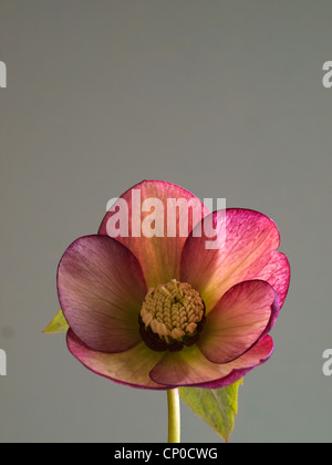 Single Hellebores flower against a green background. Stock Photo
