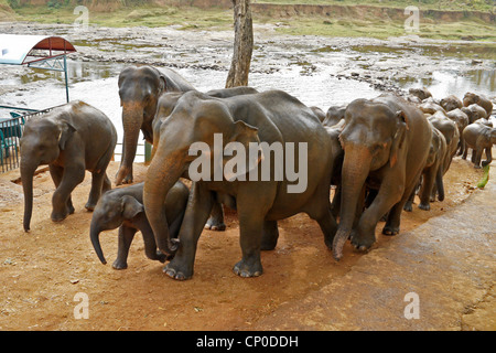 Asian elephants coming from river, Pinnawala Elephant Orphanage, Kegalle, Sri Lanka Stock Photo