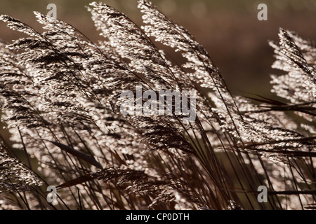 Common or Norfolk Reed (Phragmites communis). Seed heads or panicles. Being blown in the wind, backlight by evening setting sun. Stock Photo