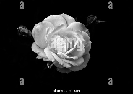 A black and white rose Stock Photo