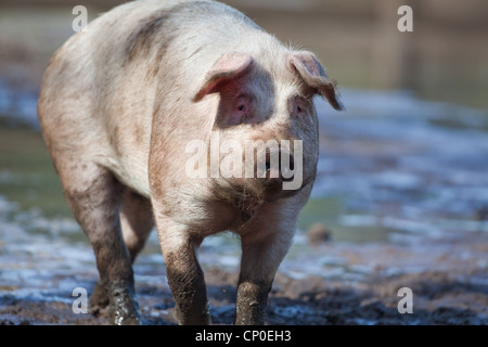 Domestic Pig (Sus scrofa). Taking a brake whilst rooting in the mud of free range pen. Portrait. Stock Photo