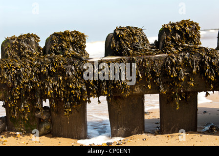 Coastal timber groynes cover in seaweed, Spiral Wrack, Fucus spiralis, on Cromer beach, Norfolk, Stock Photo