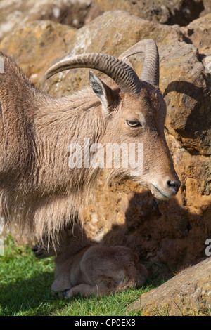 Barbary Sheep or Aoudad (Ammotragus lervia).). Ewe or female. Lambs or young, in her shadow. Stock Photo