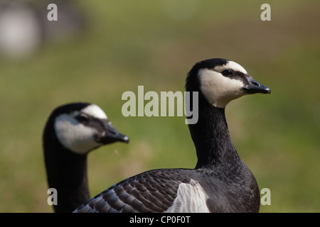 Barnacle Geese (Branta leucopsis). Pair of head portraits.Bill size and length. Stock Photo