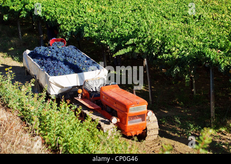 Harvesting red grapes Montepulciano in vineyards of Abruzzo, Italy Stock Photo