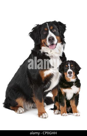 Bernese Mountain dog adult and puppy in front of a white background Stock Photo