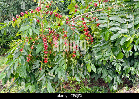 Kona Coffee beans maturing. Stock Photo