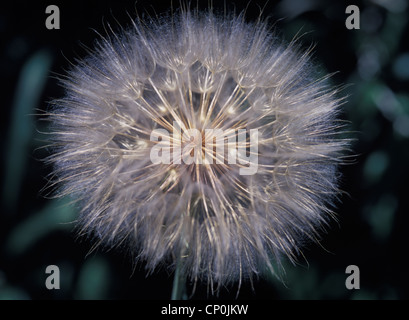 Western Salsify or Goat's Beard (Tragopogan dubious) seedhead close up, Montana, USA Stock Photo