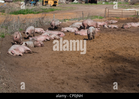 Domestic Pigs (Sus scrofa). Sun basking in the dried mud of free a range enclosure. Stock Photo