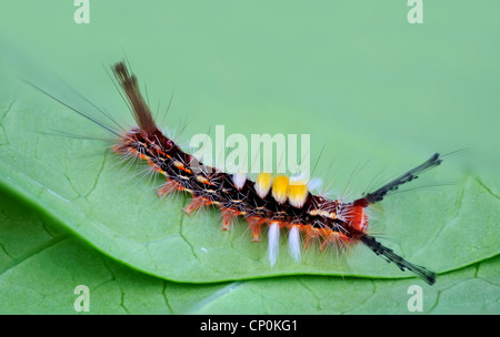 Caterpillar on a stem Stock Photo