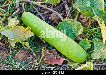Bottle gourd / Lagenaria siceraria / Lagenaria vulgaris / opo squash / Long melon with its vine in the farm Stock Photo