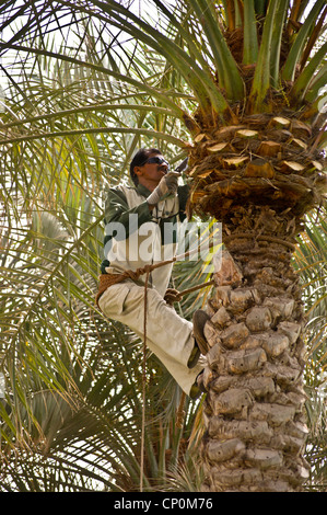 Palm tree surgeon trims leaves at Atlantis the Palm Hotel, Palm Jumeirah, Dubai, United Arab Emirates Stock Photo