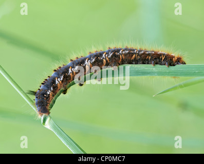 Caterpillar on a stem Stock Photo