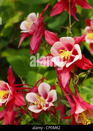 Macro close up image of Crimson Star Columbine flower blossoms in a garden.