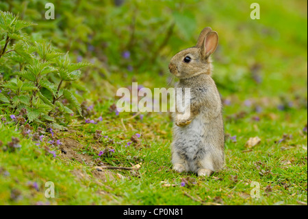 Young Rabbit(Oryctolagus cuniculus)  out in the afternoon sun. Stock Photo