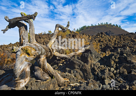 Weathered tree trunk, a'a lava flow and Lava Butte; Lava Lands Visitor Center, Newberry National Volcanic Monument, Oregon. Stock Photo