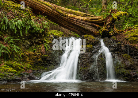 Rustic Falls, Moran State Park, Orcas Island; San Juan Islands, Washington. Stock Photo