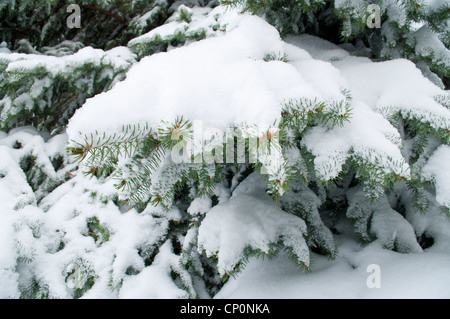 Snow covered branches of a Blue Spruce tree (Picea pungens) after a snowstorm in winter, Livingston, Montana, USA Stock Photo