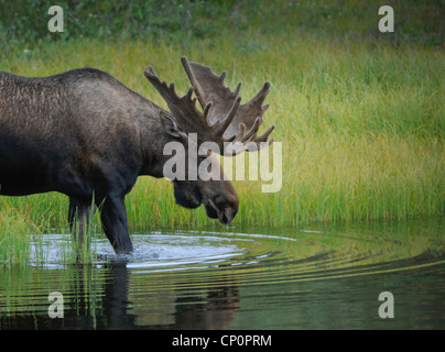 A Bull Moose (Alces alces) wades into a pond to feed on aquatic grasses, Denali National Park, Alaska. Stock Photo