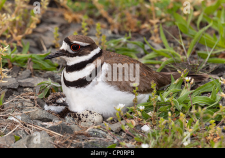 Close up shot of Killdeer bird (Charadrius vociferus) at nesting time sitting with chicks and eggs on nest Stock Photo