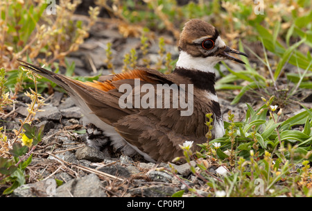 Close up shot of Killdeer bird at nesting time sitting with chicks and eggs on nest Stock Photo