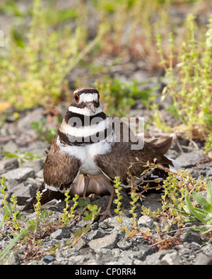 Close up shot of Killdeer bird at nesting time and defending its young with aggressive dance Stock Photo