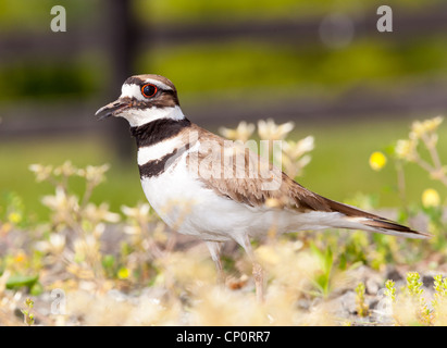 Close up shot of Killdeer bird at nesting time and defending its young with aggressive dance Stock Photo