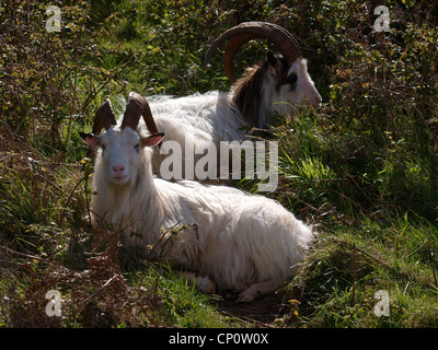 Goats, Brean Down, Burnham-on-Sea Stock Photo