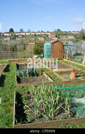 Gardeners allotment plot with onions growing in the foreground Stock Photo