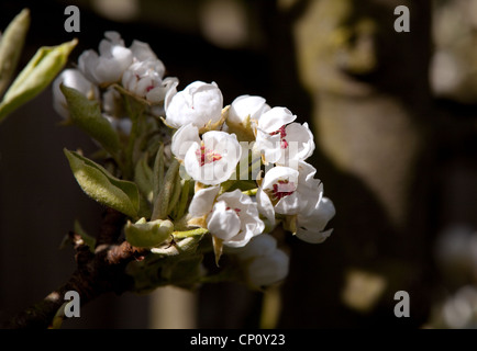 Pear tree blossom, UK Stock Photo