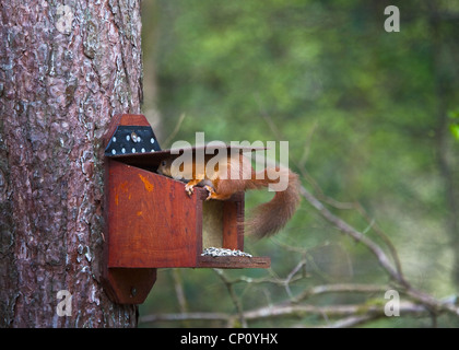 Red squirrel on feed box Stock Photo