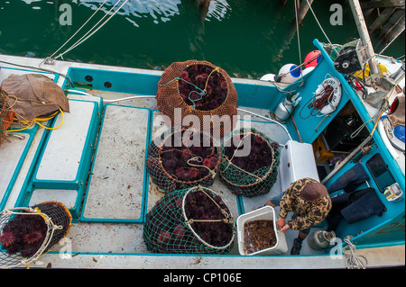 Local fishermen and their fishing boats, unloading sea urchins for sale at the Santa Barbara Harbor, California, U.S.A Stock Photo