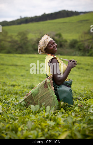 Workers harvest fresh tea leaves in the fields of Fort Portal, Uganda, East Africa. Stock Photo