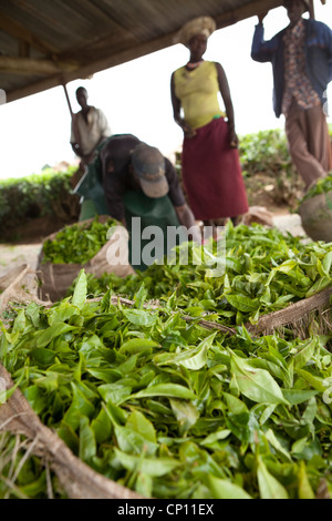 Workers sort fresh tea leaves on a plantation in Fort Portal, Uganda, East Africa. Stock Photo