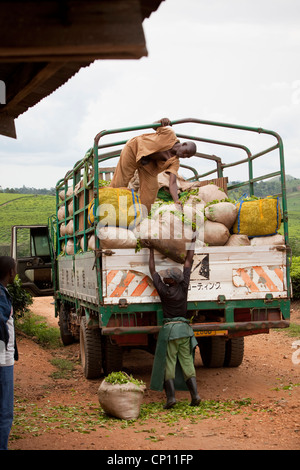 Workers load freshly harvested tea leaves on the back of a truck in Fort Portal, Uganda, East Africa. Stock Photo