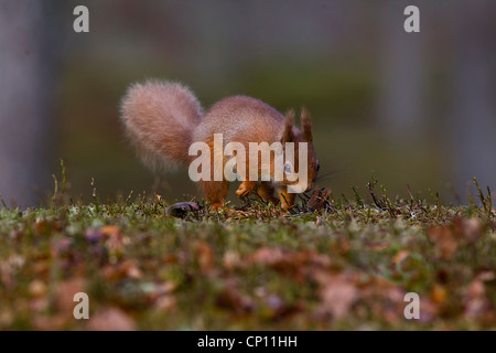Red Squirrel foraging for food in the Scottish Highlands Stock Photo