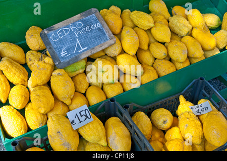 The citron or Cedrat (Citrus medica) is a species of the genus Citrus in the rue family. Stock Photo