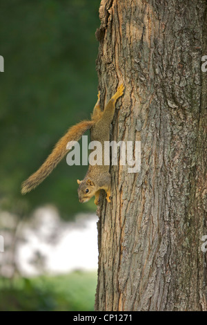 Baby Fox Squirrel (Sciurus niger) remains motionless on the side of a tree hoping not to be seen. Stock Photo