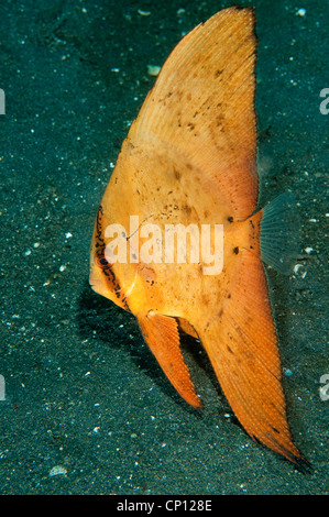 Juvenile circular batfish, Platax orbicularis, Lembeh Strait Sulawesi Indonesia Stock Photo