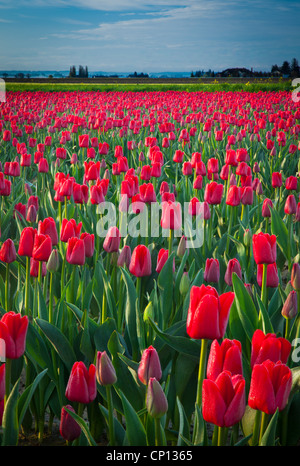 Tulips in Skagit Valley during the annual Tulip Festival Stock Photo